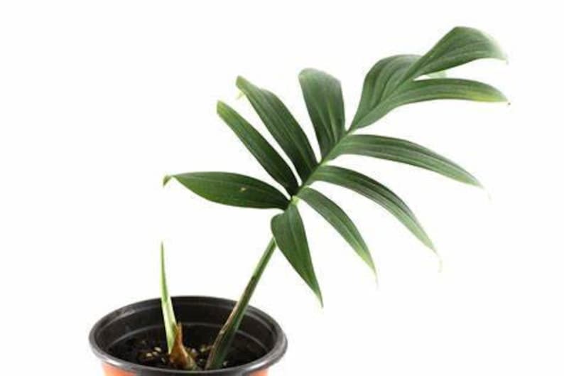 May include: A single green plant with large, wide leaves growing in a black plastic pot. The plant is on a white background.