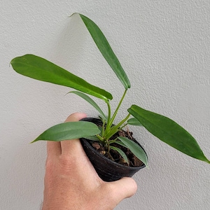 Live - Rare Philodendron Joepii Starter Plant - USA Seller!