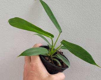 liriope muscari plant 5 LILYTURF Liriope Muscari aka Big Blue Lily Turf / Monkey Grass Flower  Seeds
