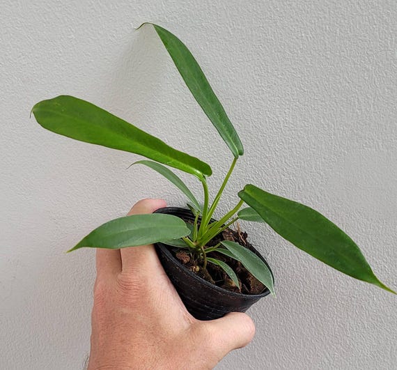 Live - Rare Philodendron Joepii Starter Plant - USA Seller! - Etsy