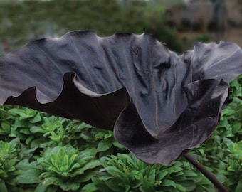 RARE Colocasia Copa Negra, Orejas de Elefante, Planta Taro