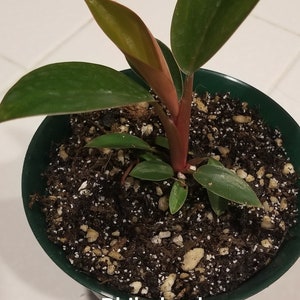 May include: A potted Philodendron Congo Rojo plant with green leaves and a red stem. The plant is in a green pot with brown soil.