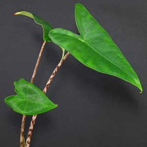 salat saatgut Saatgut Salat in einer Gastronomenschnittmischung - Valerianella locusta,  Lactuca sativa, Cichorium intybus, Anthriscus, main image 0
