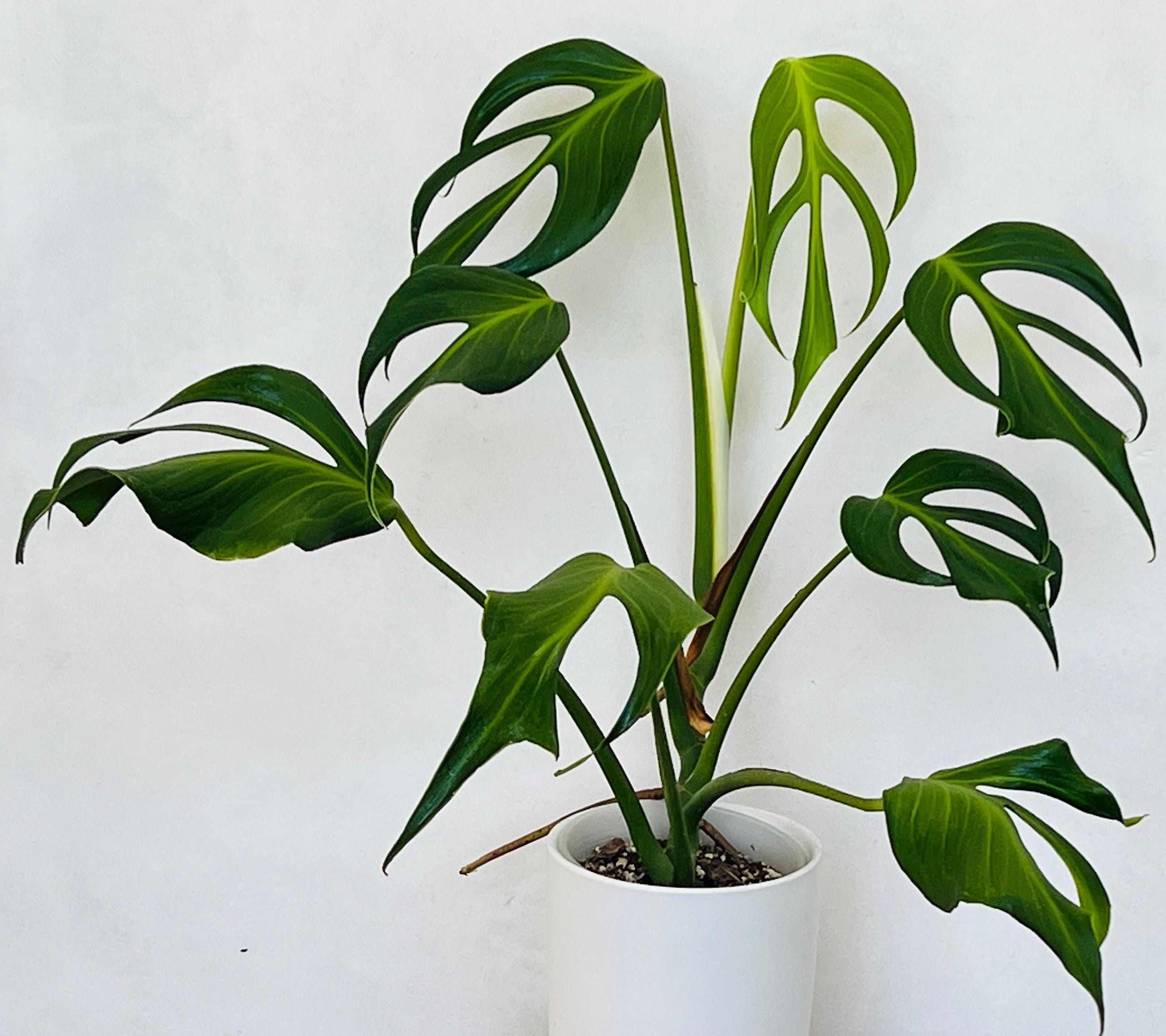 Philodendron joepii - Etsy 日本