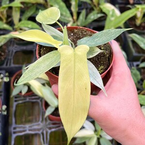 May include: A potted Philodendron plant with large, pale yellow and green leaves. The plant is in a small brown pot and is held by a person. The leaves have a unique shape and texture, with visible veins. The background shows other plants.