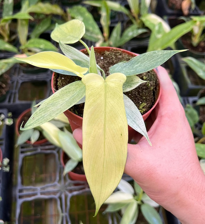 May include: A potted Philodendron plant with large, pale yellow and green leaves. The plant is in a small brown pot and is held by a person. The leaves have a unique shape and texture, with visible veins. The background shows other plants.