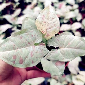 Syngonium Milk Confettii Live Starter Plant