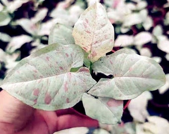 Syngonium Milk Confettii Live Starter Plant