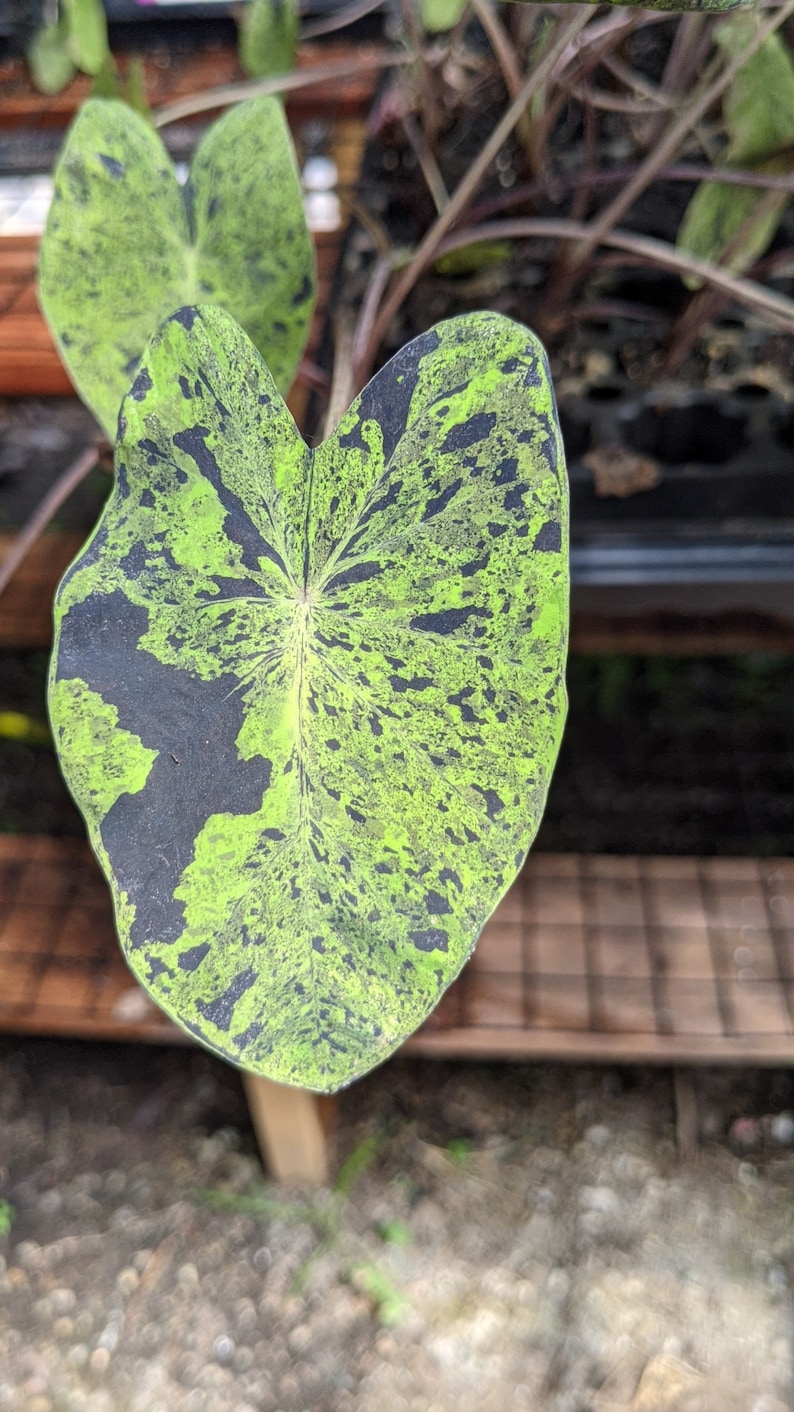 WonkaPlants Colocasia Mojito