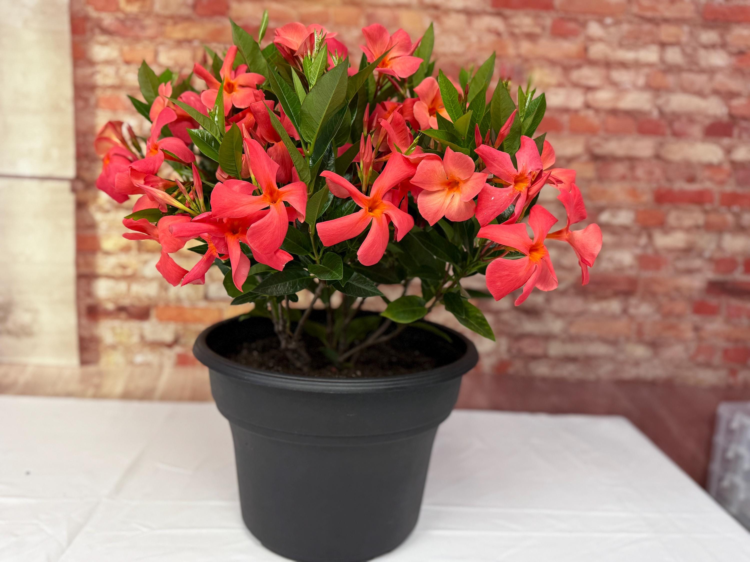 Mandevilla Sun Parasol 