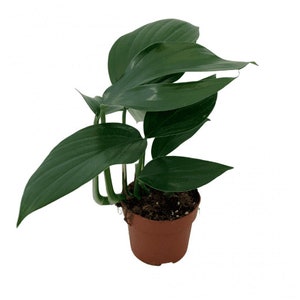May include: A small potted plant with large, dark green leaves. The plant is in a brown plastic pot.
