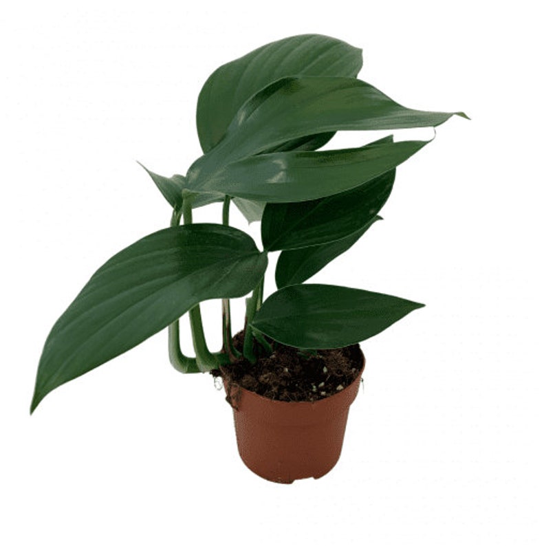 May include: A small potted plant with large, dark green leaves. The plant is in a brown plastic pot.