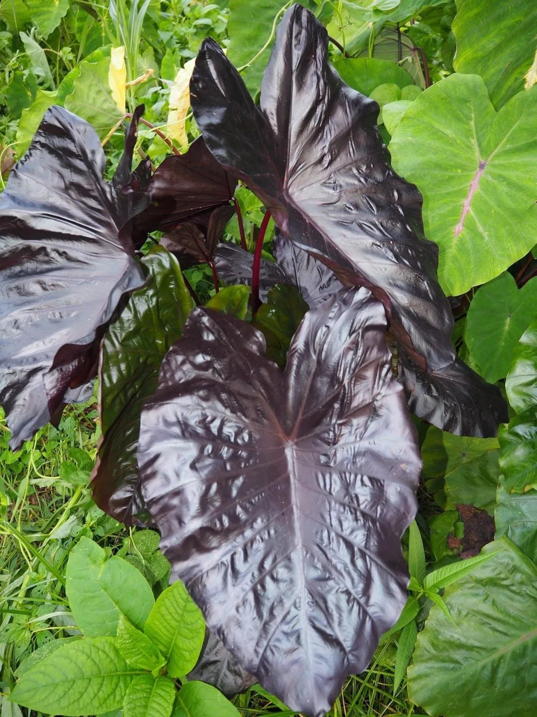 Colocasia electric Blue Gecko, Tropical Rare Plant USA Seller Etsy