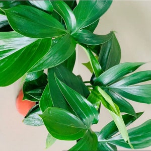 May include: A close-up of a green leafy plant with large, textured leaves. The plant is in a terracotta pot, but the pot is not visible in the image.