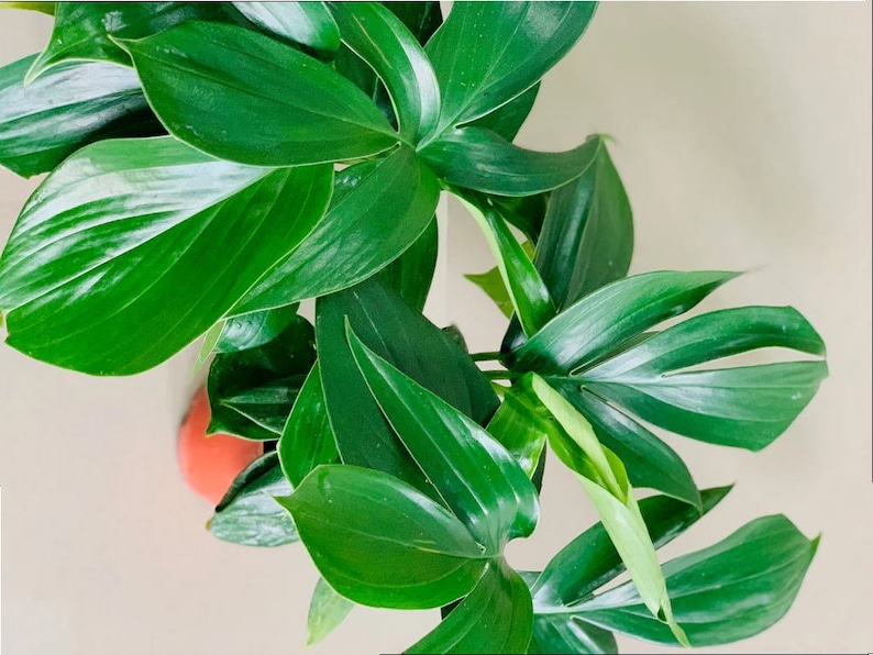 May include: A close-up of a green leafy plant with large, textured leaves. The plant is in a terracotta pot, but the pot is not visible in the image.
