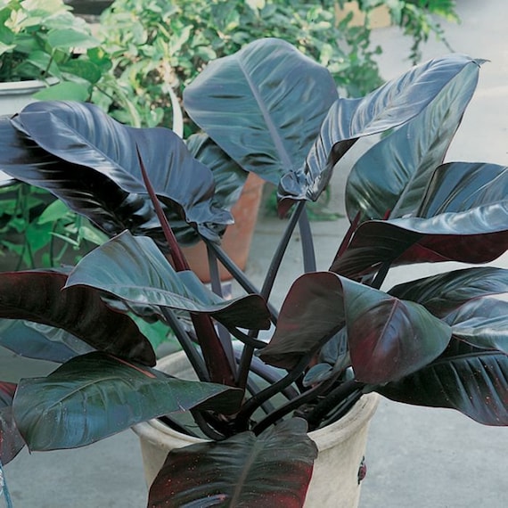 Philodendron "black Cardinal" - Etsy