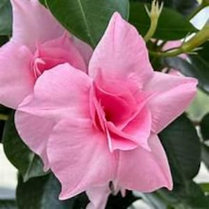 May include: Close-up of two pink flowers with five petals each. The flowers are in bloom and have a delicate, ruffled appearance.