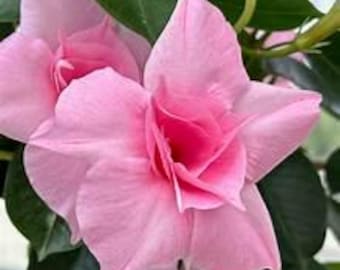 Nuova** Mandevilla Sun Parasol XP Double Pink Blush Live Starter Plant