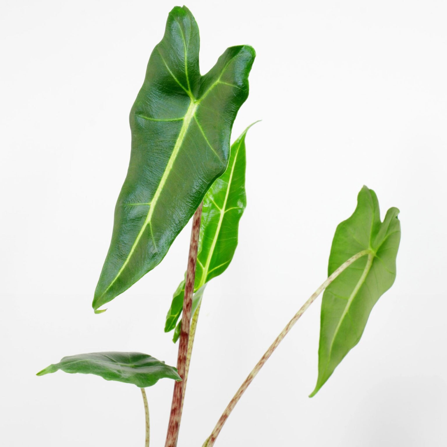 Alocasia longiloba - Etsy 日本