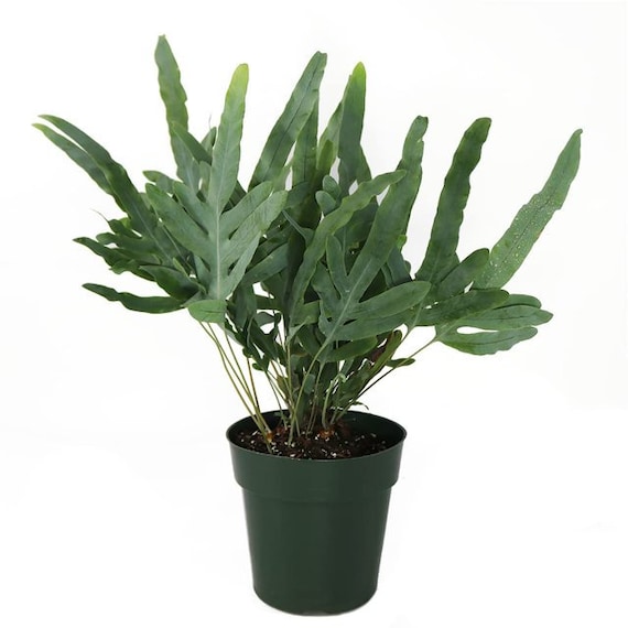 Blue Star Fern Star Plant - Live Phlebodium Aureum - Etsy Denmark