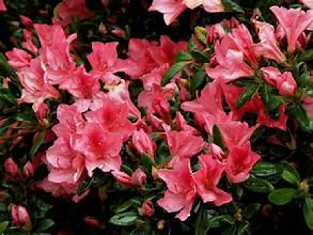 Live Azalea 