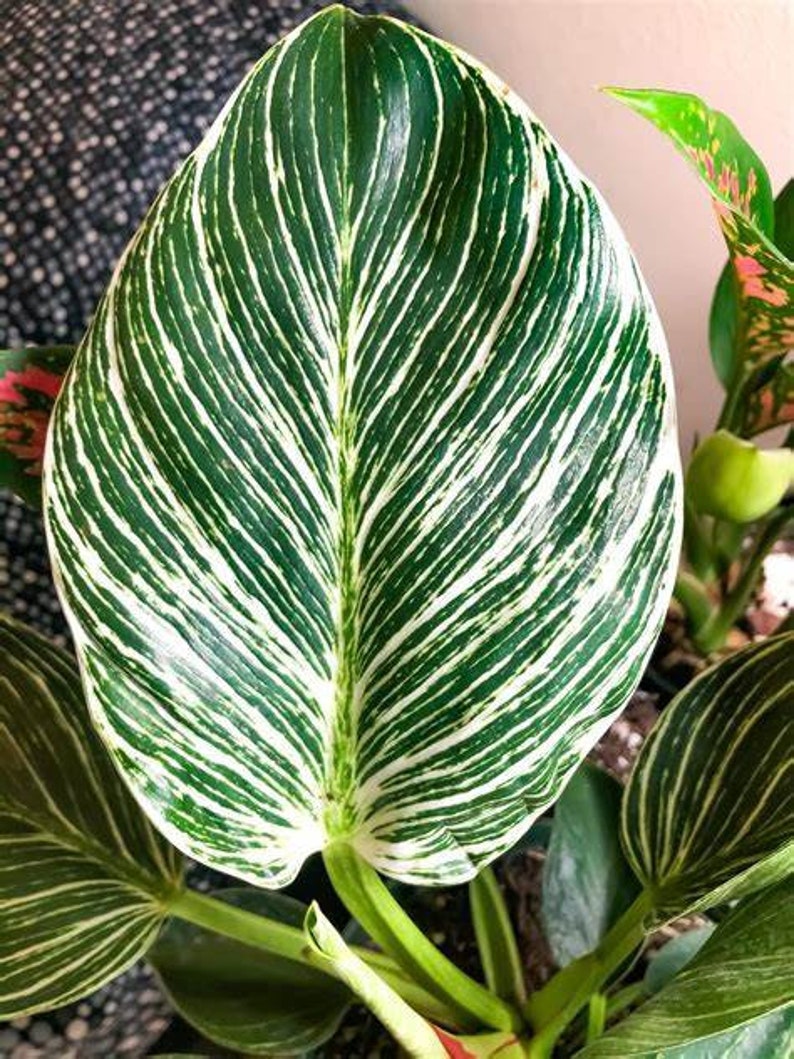 WonkaPlants Philodendron Birkin Plant - Thumbnail 3