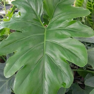 Philodendron &quot;Revolution&quot;