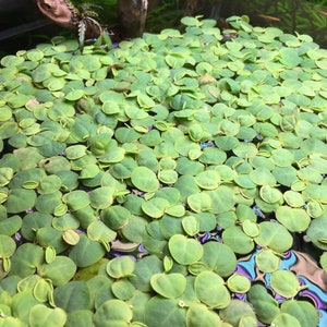 Live Red Root Floaters - Aquarium Plants - Phyllanthus Fluitans USA SELLER!
