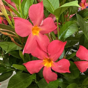 May include: A close-up shot of bright pink flowers with yellow centres, set against a backdrop of green leaves. The petals display a soft, coral-like colour, contrasting with the foliage. The image highlights the natural beauty of the flowering plant.