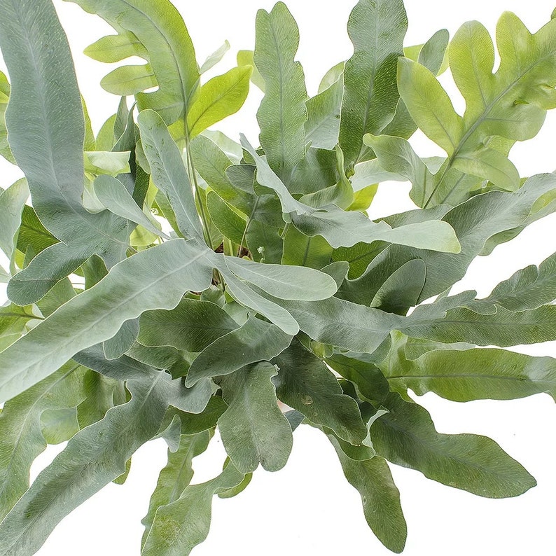WonkaPlants Star Fern - Thumbnail 2