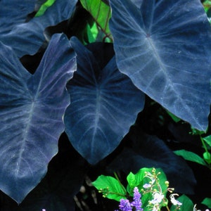 Colocasia Black Beauty