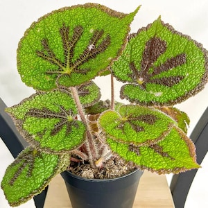 Begonia "Iron Cross" Masoniana Rock Live Starter Plant