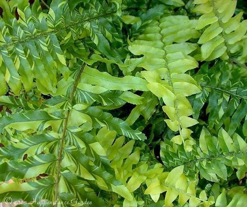 WonkaPlants Nephrolepis Exaltata Compacta Tiger Fern Plant - Thumbnail 5