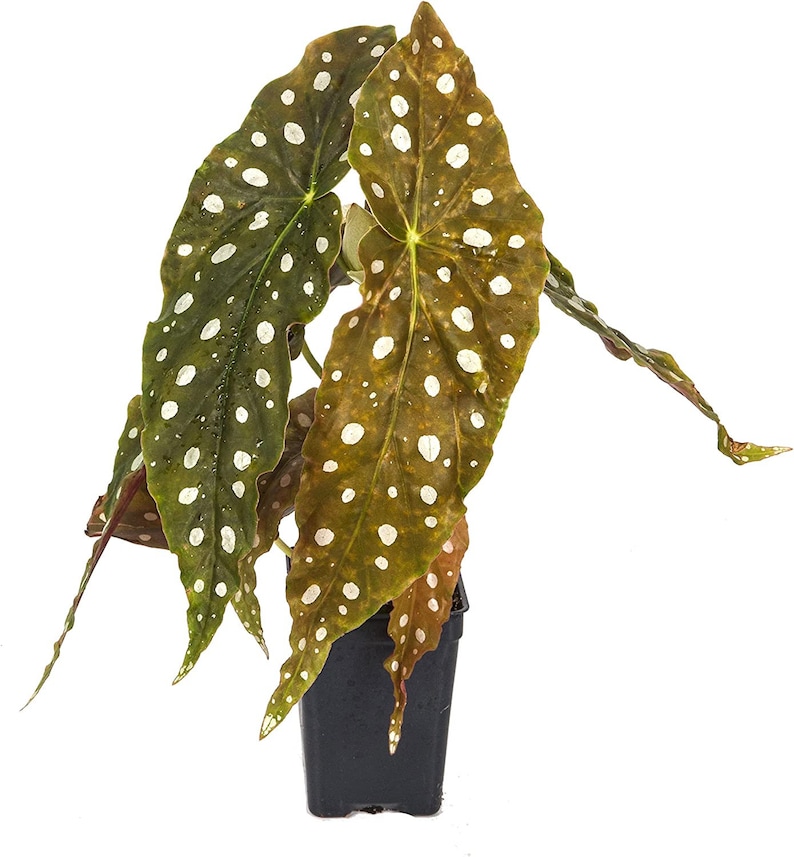 WonkaPlants Begonia Maculata Wightii Plant - Thumbnail 2