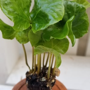 Arabica Coffee Plant, Live starter Plant image 3