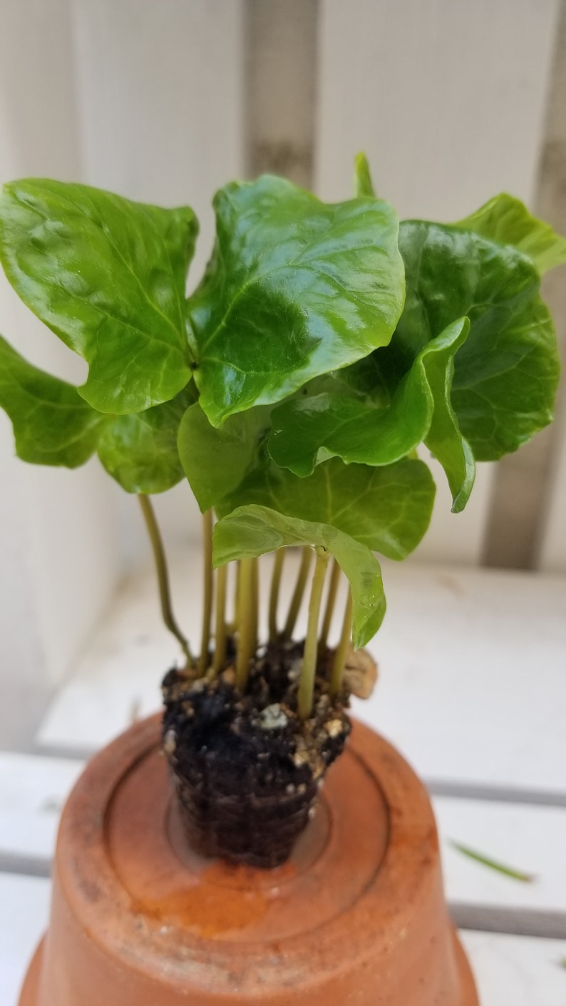 Arabica Coffee Plant, Live starter Plant image 3