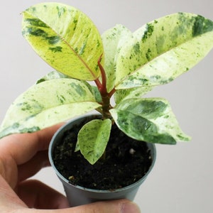 Live - Ficus bonte Elastica Shivereana Moonshine Starter Plant - verkoper in de VS!