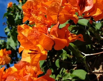 Bougainvillea 'Sundown Fire Orange' Zeldzame Live Starter Tropical Plant - Amerikaanse verkoper