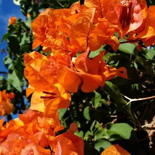 Bougainvillea 'Sundown Fire Orange' rara pianta tropicale dal vivo - Venditore USA