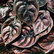 Alocasia cuprea - Etsy 日本