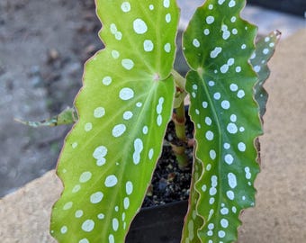 Live Angel Wing Begonia &quot;My Special Angel&quot; Starter Kamerplant - verkoper in de VS