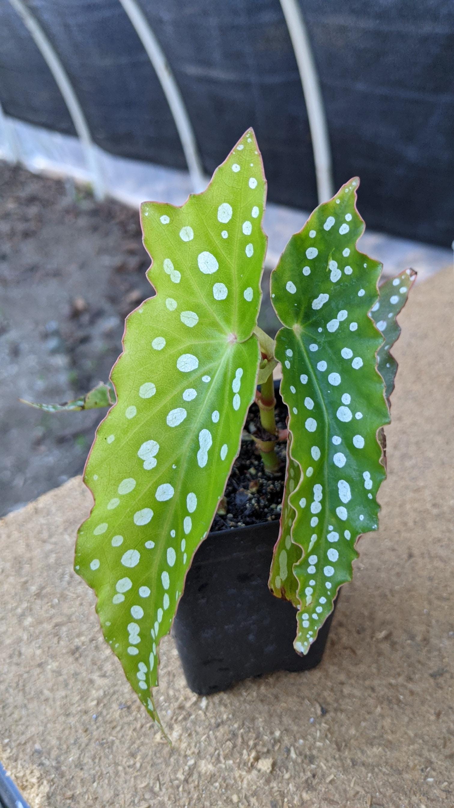 Angel wing begonia plant - Etsy 日本