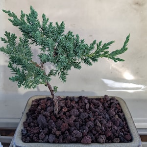 Juniper bonsai kit - Etsy 日本