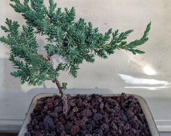 Live - Bonsai Potted Juniper - Great for beginners USA Seller!