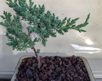 Potted Juniper Bonsai Starter Tree - Beginner Friendly