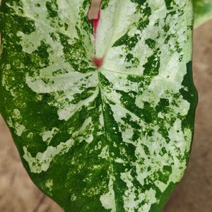 K&ouml;nnte beinhalten: Ein gro&szlig;es, herzf&ouml;rmiges Blatt mit gr&uuml;ner und wei&szlig;er Marmorierung. Das Blatt hat eine tiefgr&uuml;ne Mitte mit wei&szlig;en Flecken und eine rosa Ader, die durch die Mitte verl&auml;uft.