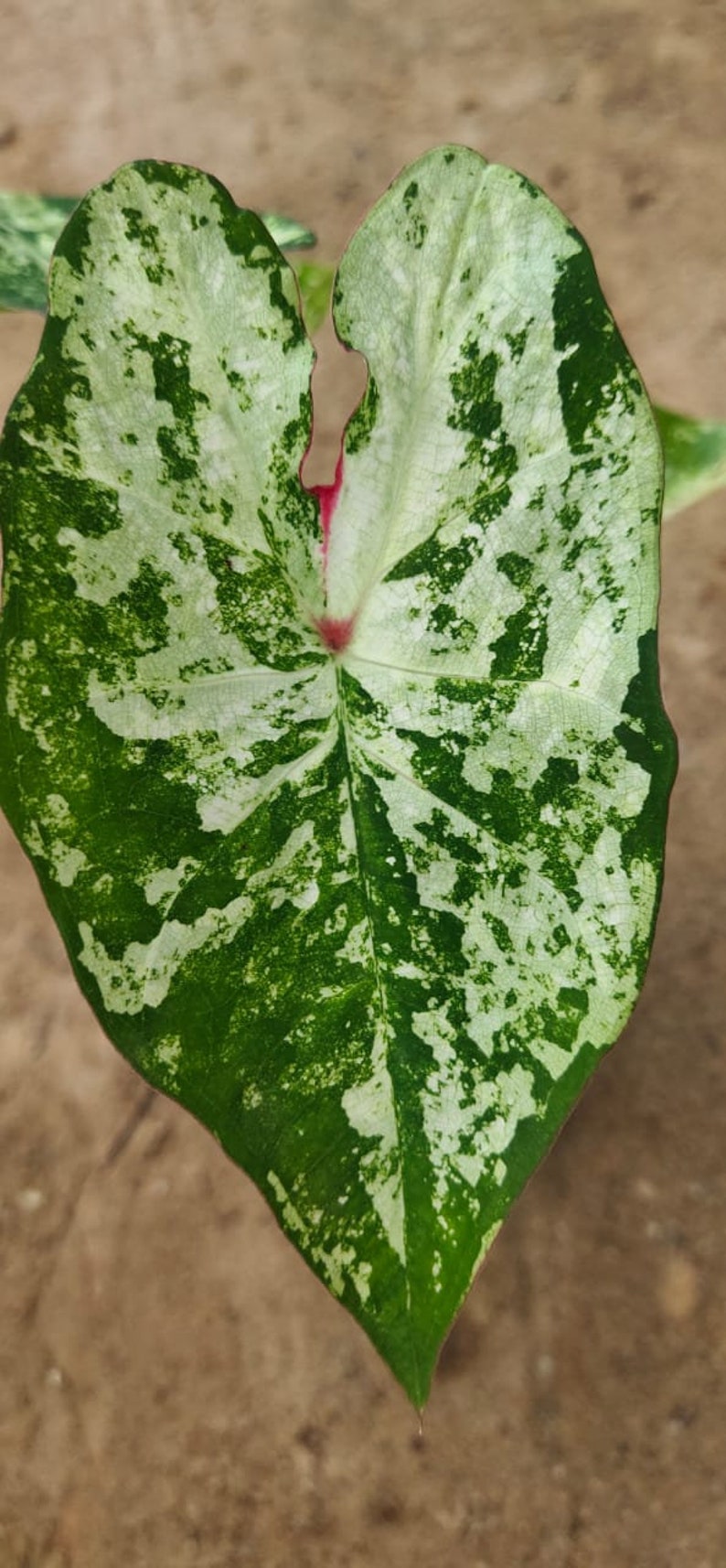 K&ouml;nnte beinhalten: Ein gro&szlig;es, herzf&ouml;rmiges Blatt mit gr&uuml;ner und wei&szlig;er Marmorierung. Das Blatt hat eine tiefgr&uuml;ne Mitte mit wei&szlig;en Flecken und eine rosa Ader, die durch die Mitte verl&auml;uft.