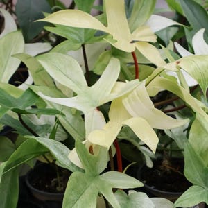 Rare philodendron - Etsy.de