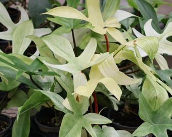 Live - Rare Philodendron Florida Ghost Plant - USA Seller!