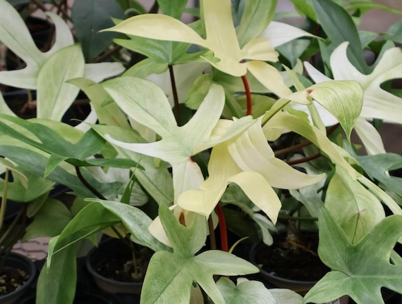 Live - Rare Philodendron Florida Ghost Plant - USA Seller!